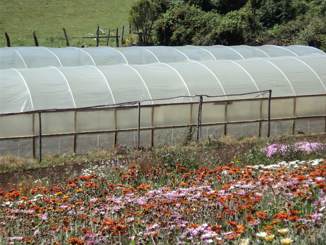 Comentarios y opiniones de Plantas y Flores TRANAHUILLIN