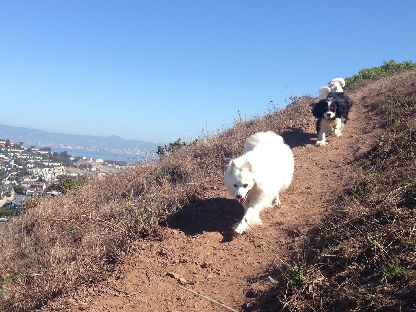 Happy Tramps: Dog Walking and Pet Sitting in San Francisco