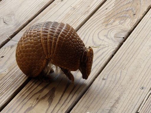 Zoo «North Georgia Zoo & Farm», reviews and photos, 2912 Paradise Valley Rd, Cleveland, GA 30528, USA