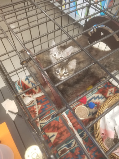 Pet Store «PetSmart», reviews and photos, 10451 Baltimore St NE, Blaine, MN 55449, USA