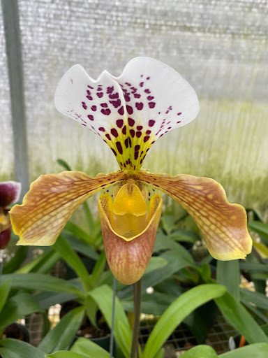 Florist «Floradise Orchids», reviews and photos, 19154 James Madison Hwy, Gordonsville, VA 22942, USA