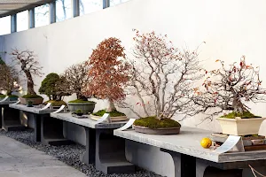 Crespi Bonsai image