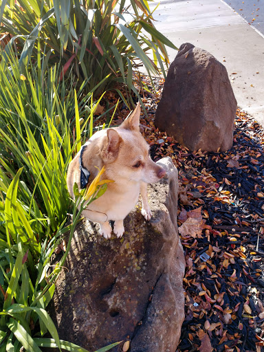 Pet Supply Store «Petco Animal Supplies», reviews and photos, 2765 Santa Rosa Ave, Santa Rosa, CA 95407, USA