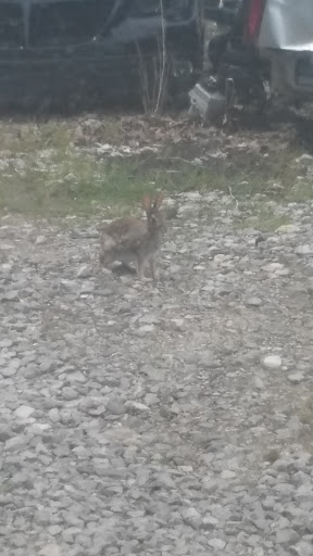 Salvage Yard «Turner Auto Salvage», reviews and photos, 2429 Nashville Hwy, McMinnville, TN 37110, USA