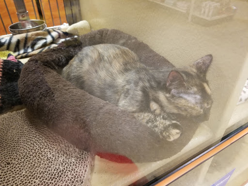 Pet Supply Store «PetSmart», reviews and photos, 1800 Evans Rd, Melbourne, FL 32904, USA