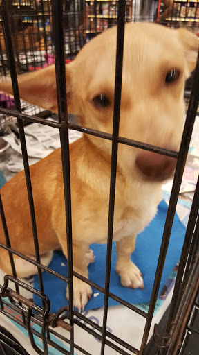 Pet Supply Store «PetSmart», reviews and photos, 5214 Blanche Moore Dr, Corpus Christi, TX 78411, USA