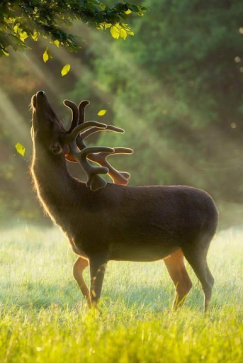 Home Audio Store «HiDEF Lifestyle Home Theater Store», reviews and photos, 6195 Allentown Blvd, Harrisburg, PA 17112, USA