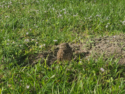 Park «Owl Park», reviews and photos, SW 26th St, Davie, FL 33325, USA