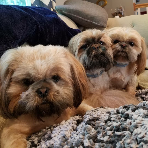 Insurance Agency «Allstate Insurance Agent: Justina Tozzi», reviews and photos