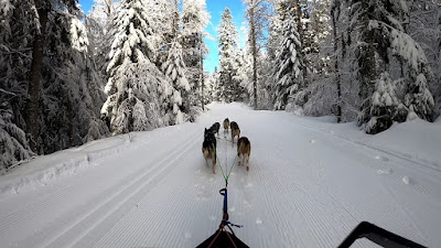 Wood Track Chiens de traineaux Vercors à Saint-Martin-en-Vercors