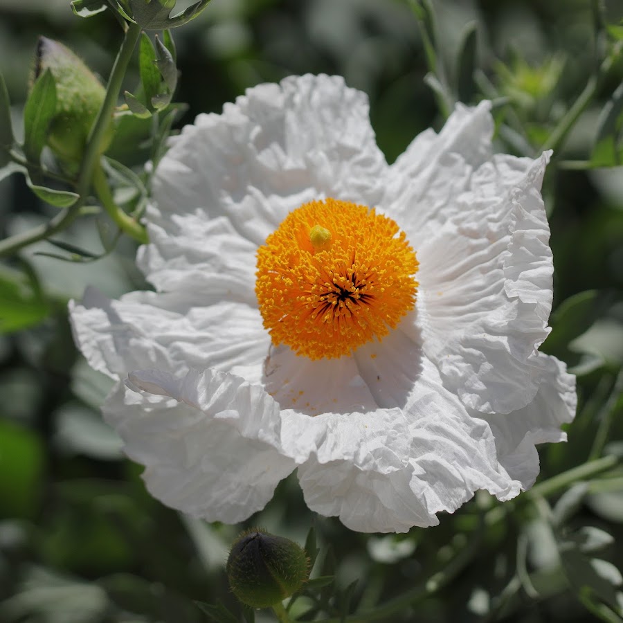 California Botanic Garden