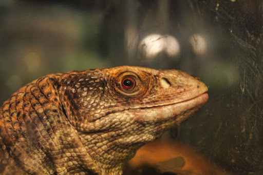 Pet Store «Pet World - Auburndale», reviews and photos, 3637 Havendale Blvd, Auburndale, FL 33823, USA