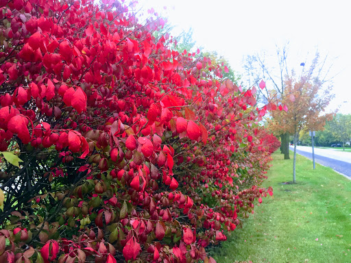 Golf Club «Arlington Lakes Golf Club (ALGC)», reviews and photos, 1211 New Wilke Rd, Arlington Heights, IL 60005, USA