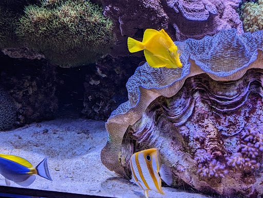 Aquarium «Wonders Of Wildlife National Museum & Aquarium», reviews and photos, 500 W Sunshine St, Springfield, MO 65807, USA