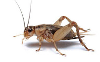 Eastvale Pest Management - Photo 5 - Car repair in Eastvale, CA, Riverside