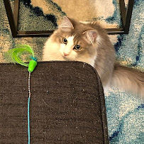 Fetch Pet Care West Los Angeles - Photo 3 - Car repair in Santa Monica, CA, Los Angeles