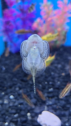 Pet Store «Pet Supermarket, Inc.», reviews and photos, 2446 N University Dr, Coral Springs, FL 33065, USA