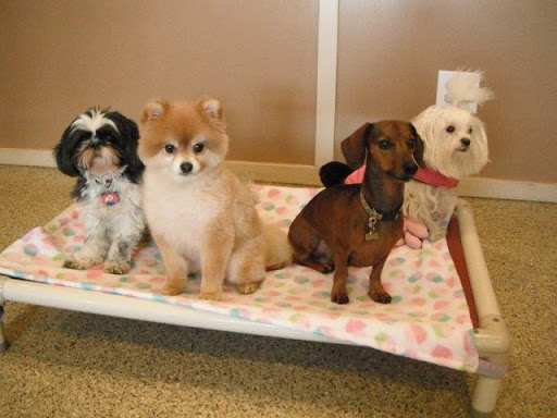 The Puppy Lounge For Little Dogs