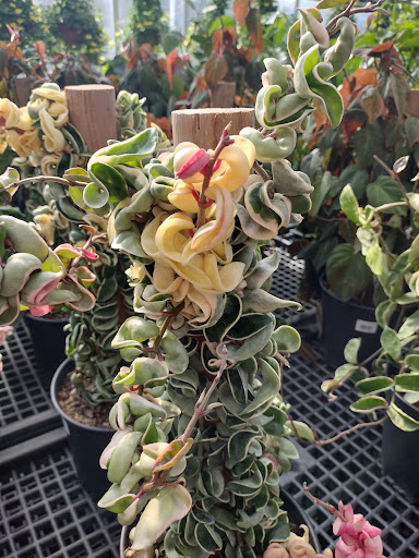 Garden Center «Gertens», reviews and photos, 5500 Blaine Ave E, Inver Grove Heights, MN 55076, USA