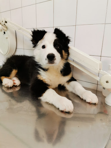 Clínica Veterinaria Palafrugell en Palafrugell