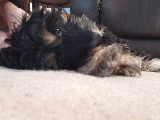 Pet Store «Liberty Agway Pet Center», reviews and photos, 11 Bon Jovi Ln, Liberty, NY 12754, USA