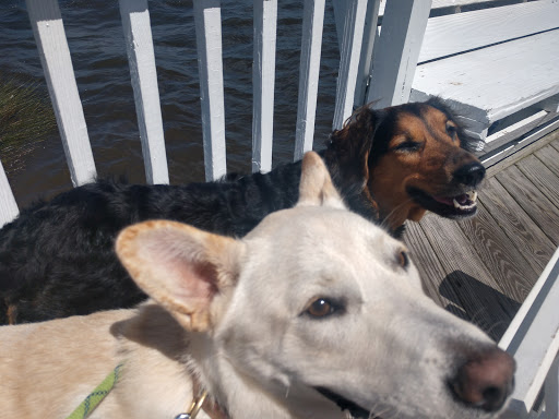 Pet Supply Store «Outer Barks - Water Front Shops», reviews and photos, 1240 Duck Rd, Duck, NC 27949, USA