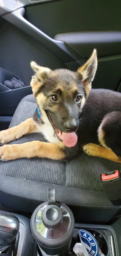 Pet Supply Store «PetSmart», reviews and photos, 3335 Cobb Pkwy NW #400, Acworth, GA 30101, USA