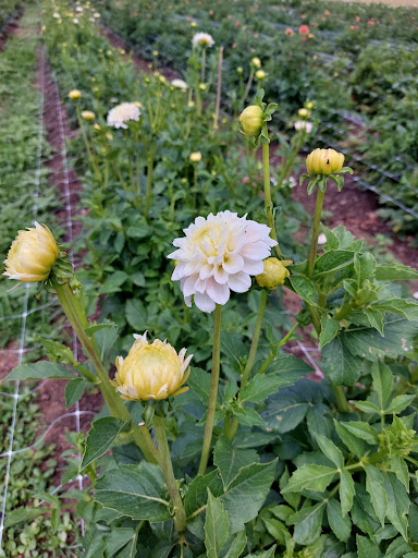 Florist «Pinewood and Posies», reviews and photos, 4547 White Oak Rd, Paradise, PA 17562, USA