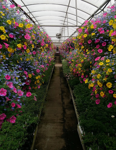 Plant Nursery «Blooming Acres», reviews and photos, 7561 State Rd, Wadsworth, OH 44281, USA