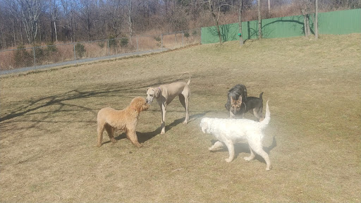 Dog Trainer «Awesome Dawgs Dog Training LLC», reviews and photos, 3052 Pricetown Rd, Temple, PA 19560, USA