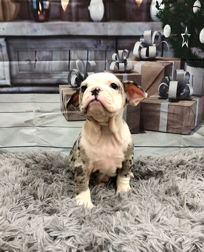 Pet Store «Happiness Is Pets Vi», reviews and photos, 616 E Roosevelt Rd, Lombard, IL 60148, USA