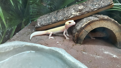 Pet Supply Store «PetSmart», reviews and photos, 162 S Gary Ave, Bloomingdale, IL 60108, USA