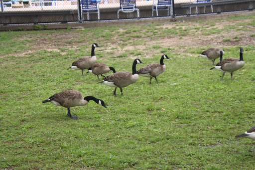 Park «Post Park», reviews and photos, 451 Unqua Rd, Massapequa Park, NY 11762, USA