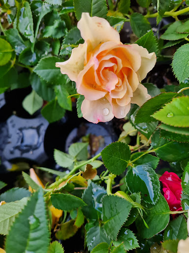 Discount Store «Walmart», reviews and photos, 1040 Green Acres Rd, Eugene, OR 97408, USA