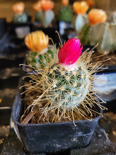 Discount Store «Walmart», reviews and photos, 651 Main St, Harleysville, PA 19438, USA