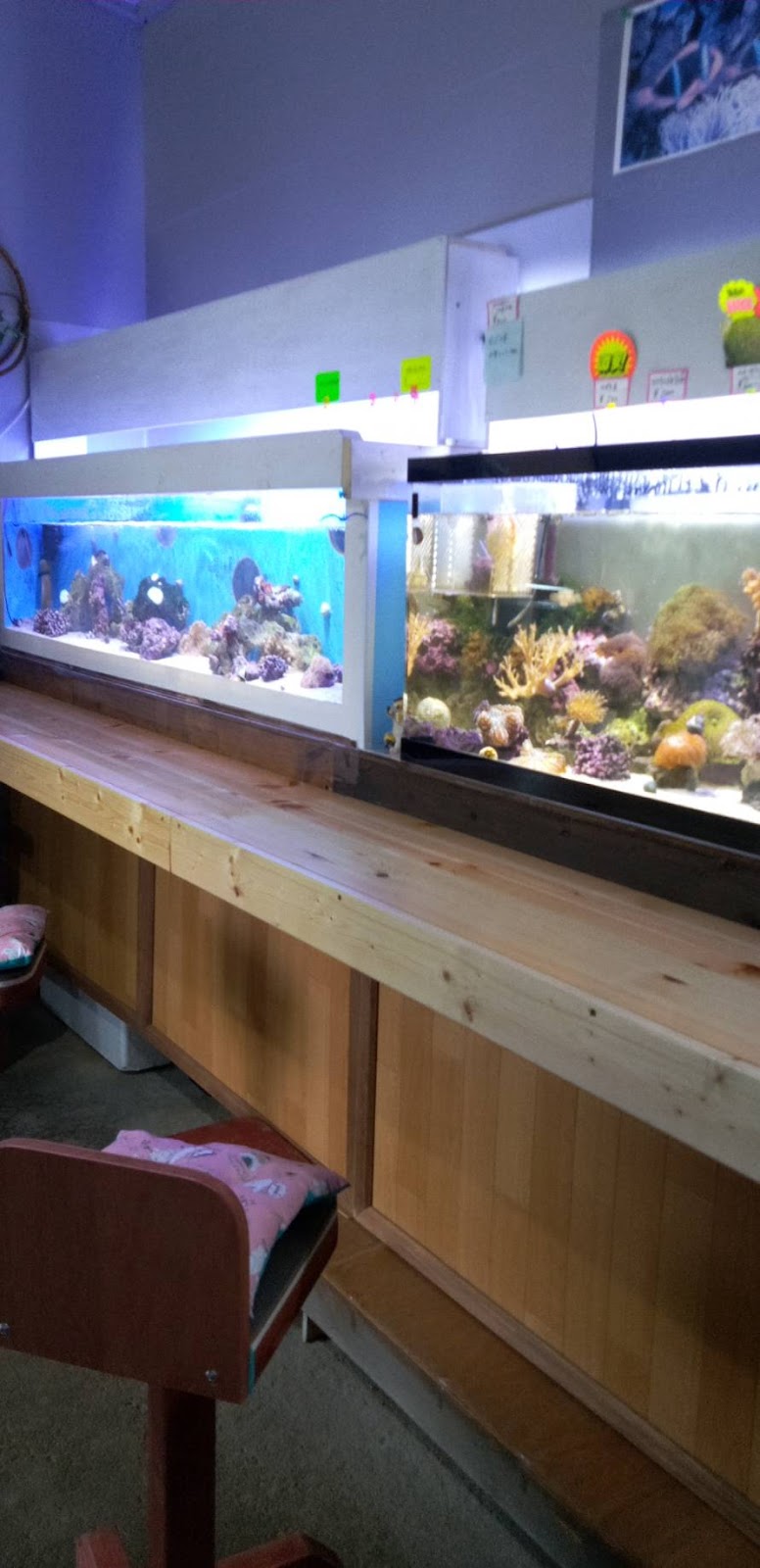 海水魚専門店 シーメイト