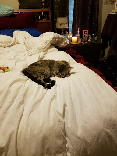 Pet Store «PetSmart», reviews and photos, 6545 North Grand Parkway West Suite 104, Spring, TX 77389, USA