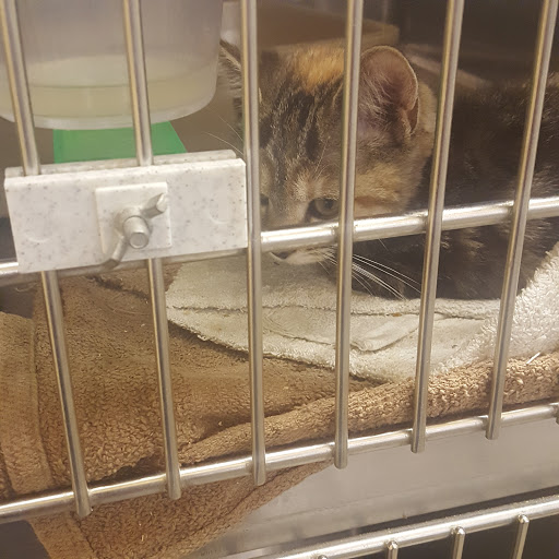 Pet Supply Store «PetSmart», reviews and photos, 6005 Oxon Hill Rd, Oxon Hill, MD 20745, USA