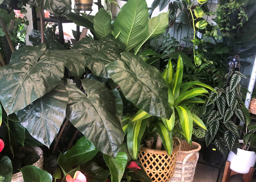 Indoor & Outdoor Plants