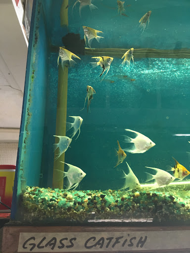 Gift Shop «Asia Gifts & Aquarium», reviews and photos, 763 S 38th St, Tacoma, WA 98418, USA