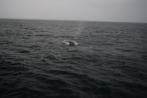 Cruise Agency «Capt. Bill & Sons Whale Watch», reviews and photos, 24 Harbor Loop, Gloucester, MA 01930, USA