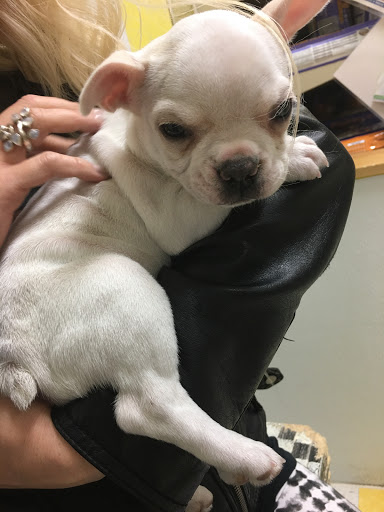 Pet Store «Yuppy Puppy Pet Shop», reviews and photos, 292 Frantz Rd, Stroudsburg, PA 18360, USA