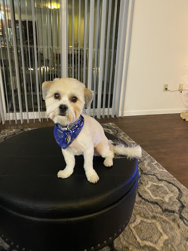 Pet Supply Store «PetSmart», reviews and photos, 4731 Commercial Dr, New Hartford, NY 13413, USA