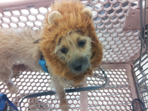 Pet Supply Store «Petco Animal Supplies», reviews and photos, 13127 N Dale Mabry Hwy, Tampa, FL 33618, USA