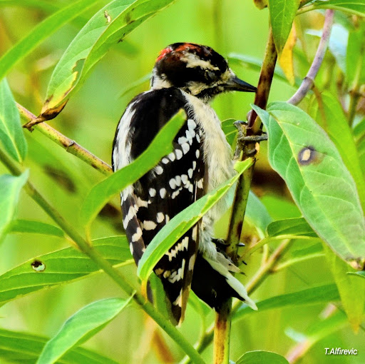 Nature Preserve «Lincoln Marsh», reviews and photos, Harrison Ave & Pierce Ave, Wheaton, IL 60187, USA