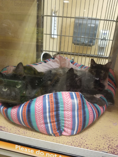 Pet Supply Store «PetSmart», reviews and photos, 466 S Watson Rd, Buckeye, AZ 85326, USA