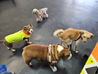 Proper Paws Dog Training LLC - Photo 4 - Car repair in Arvada, CO, Boulder