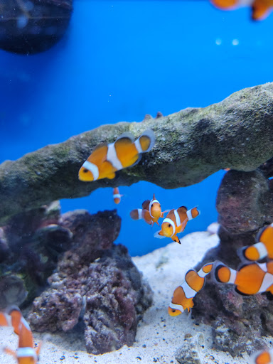 Pet Store «Pets Plus Inc», reviews and photos, 2610 Jefferson Davis Hwy, Stafford, VA 22554, USA