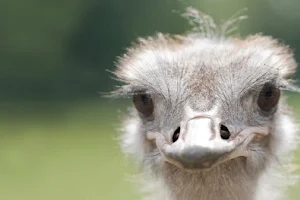 Muhu Ostrich Farm image