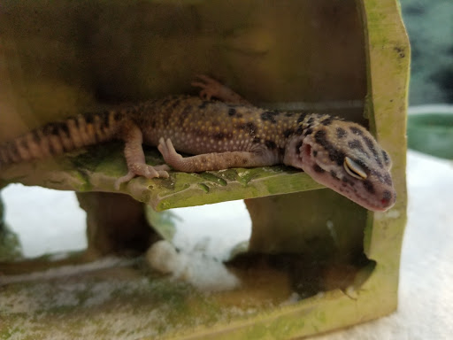 Pet Supply Store «Petco Animal Supplies», reviews and photos, 30697 US Hwy 19 N, Palm Harbor, FL 34684, USA